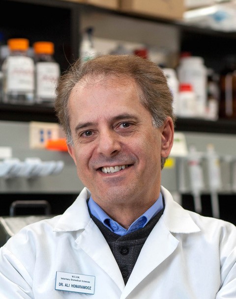 Picture of Ali Honaramooz