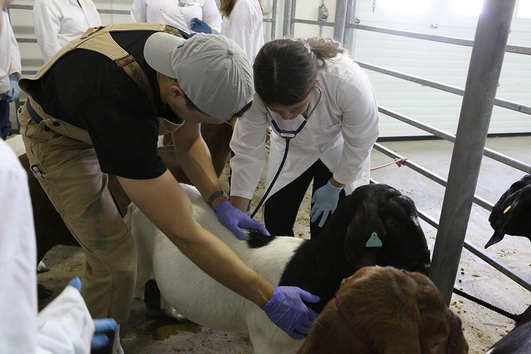 Veterinary student works with a young student to listen to a goat's heart