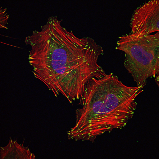 Picture of Confocal Laser Scanning Microscopes