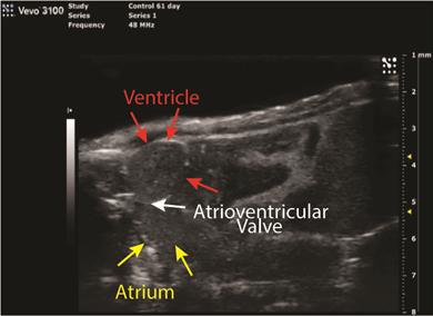Picture of Visual Sonic Vevo3100