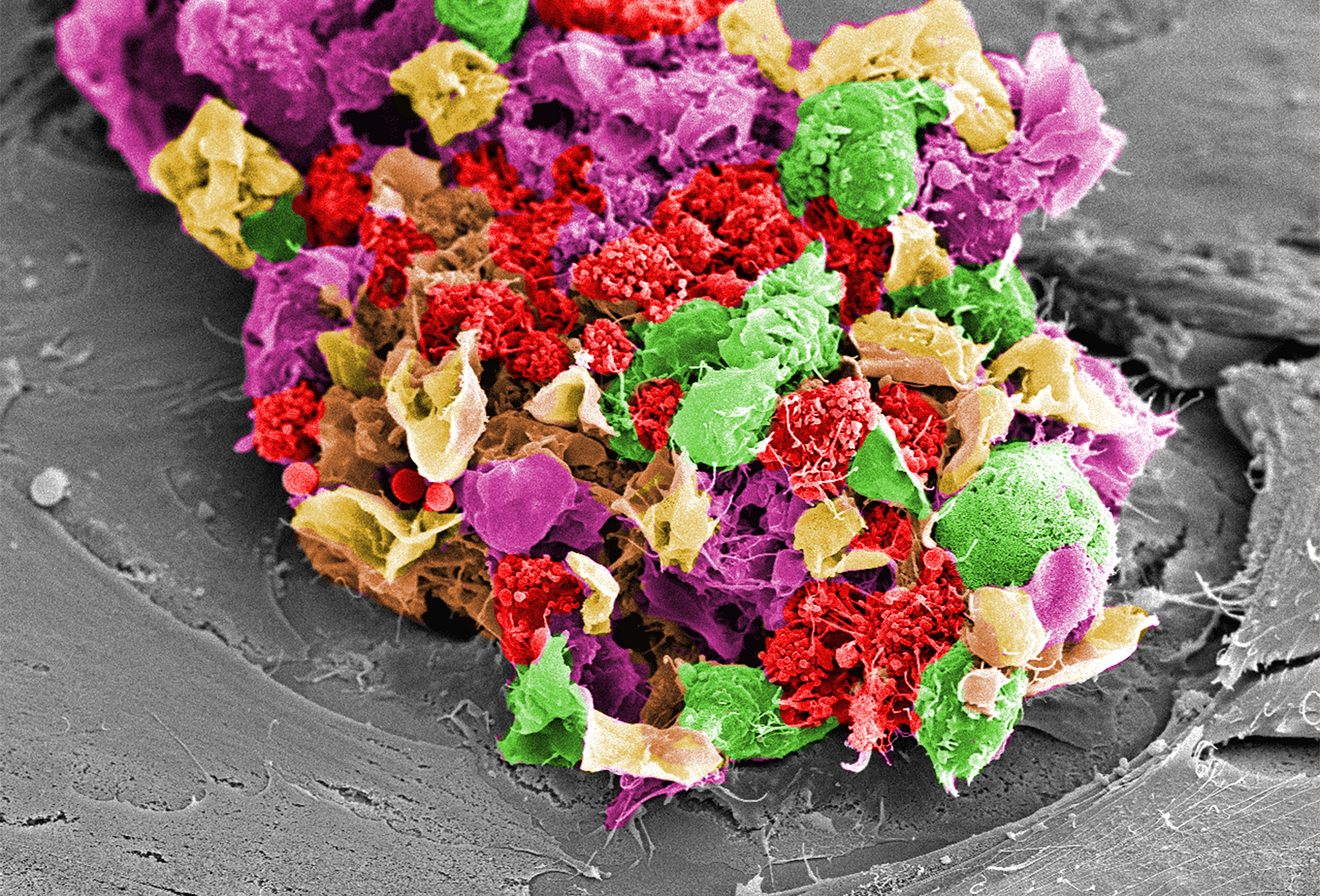 Picture of WCVM Imaging Centre