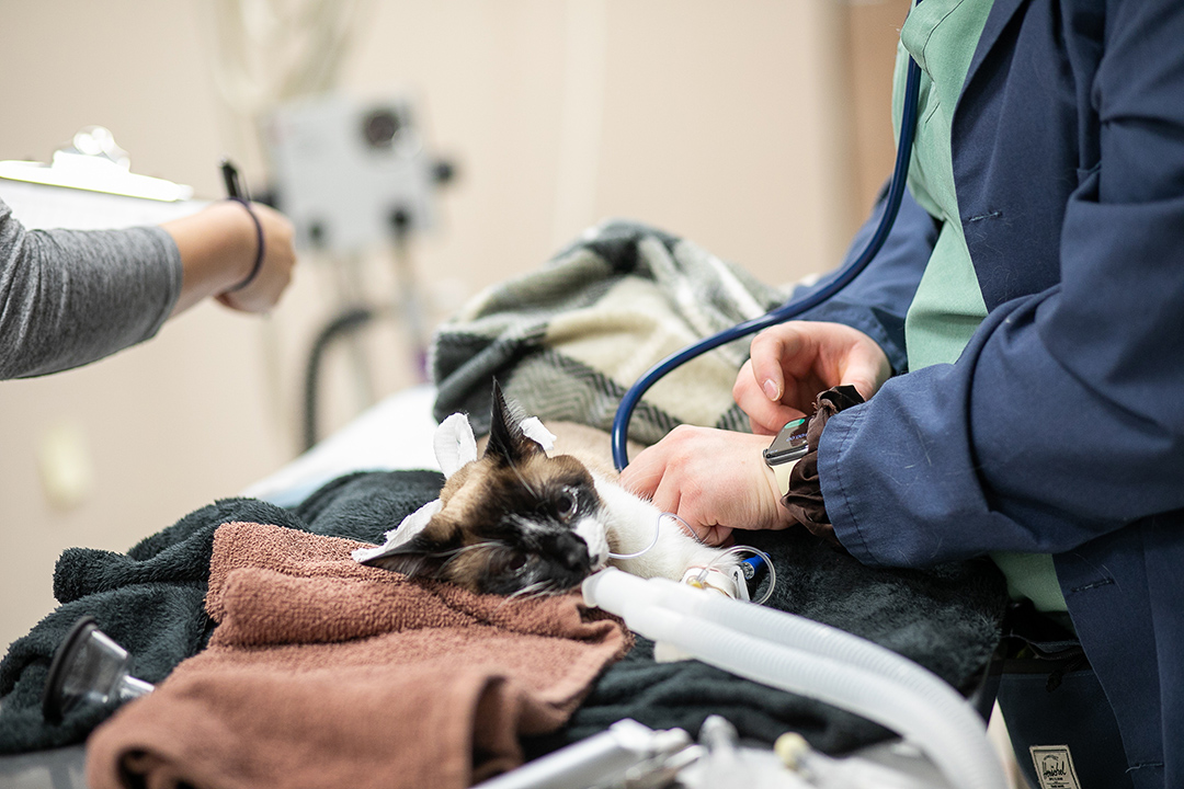 Anesthetized cat being examined by a student