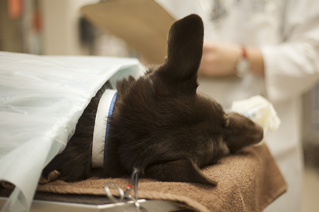 Anesthetized dog in veterinary teaching hospital