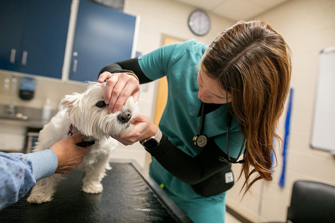 Veterinary student examining a small white dog