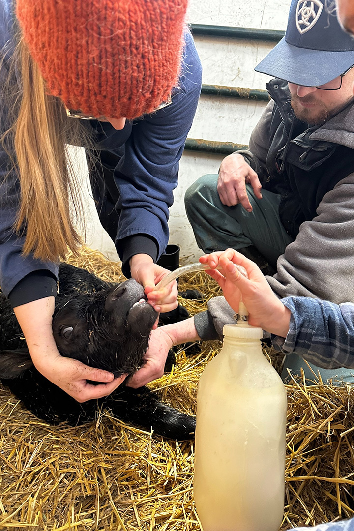 Vet students administer colostrum to newborn calf