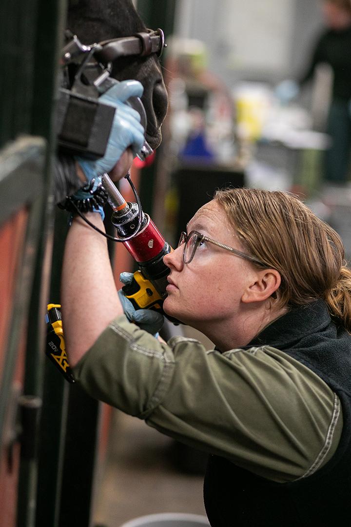 Vet student floating a horse's teeth with a Power float