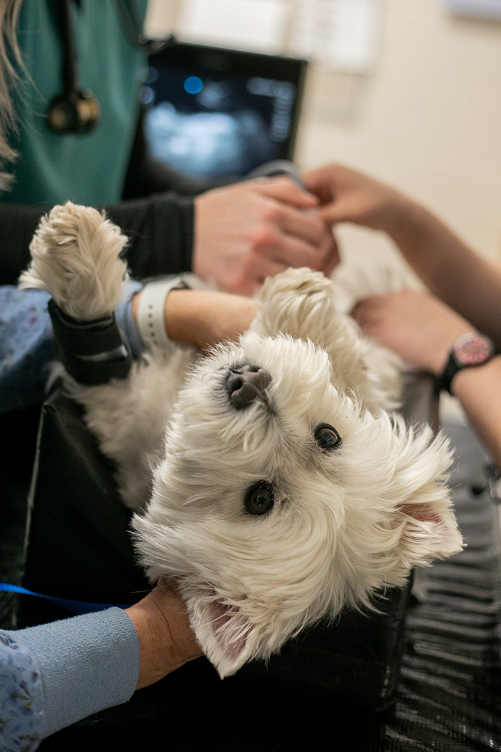 Abby the white dog upside down